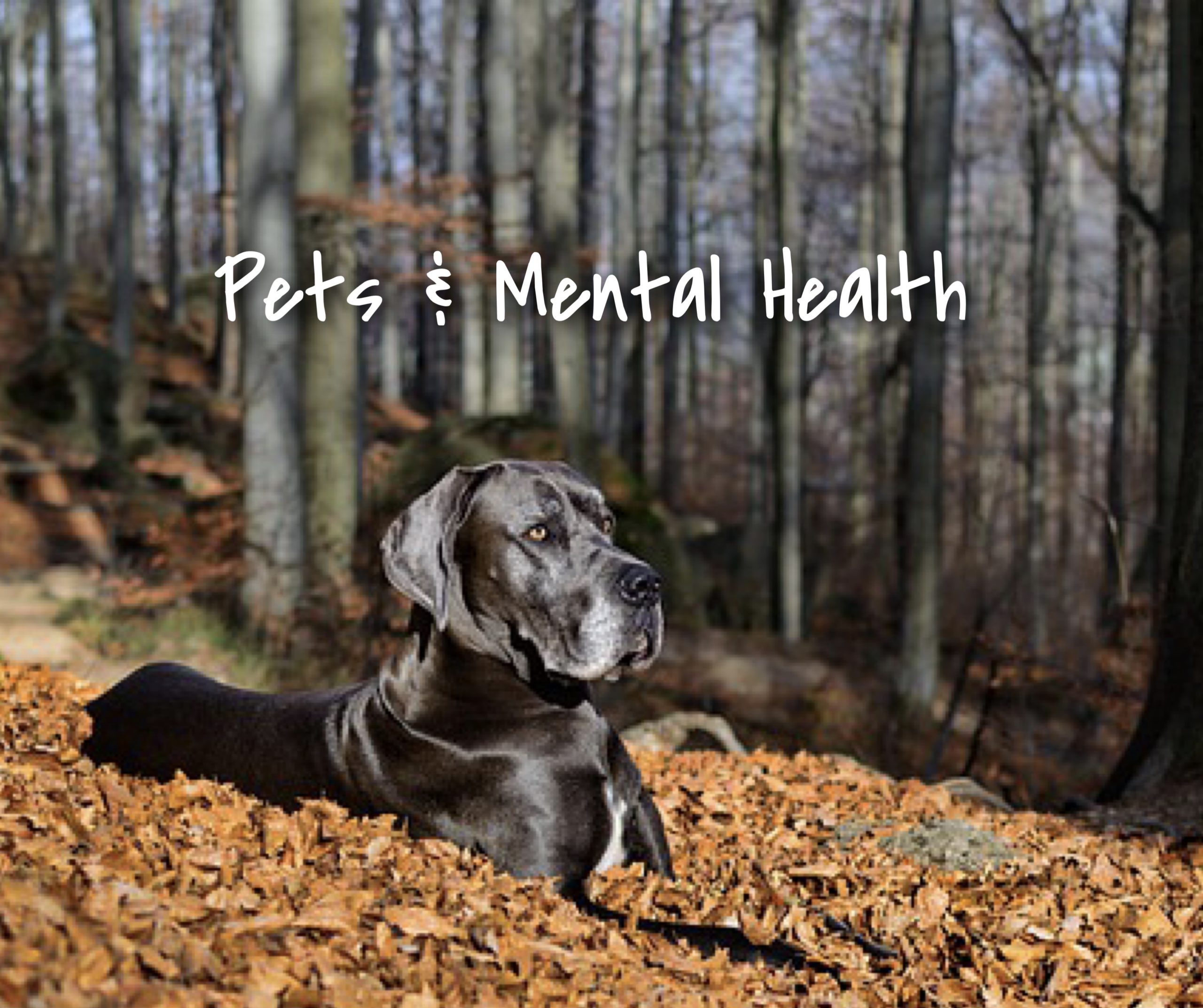pets mental health